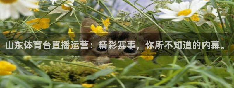 nba免费直播雨燕直播：山东体育台直播运营：精彩赛事，你所不知道的内幕。
